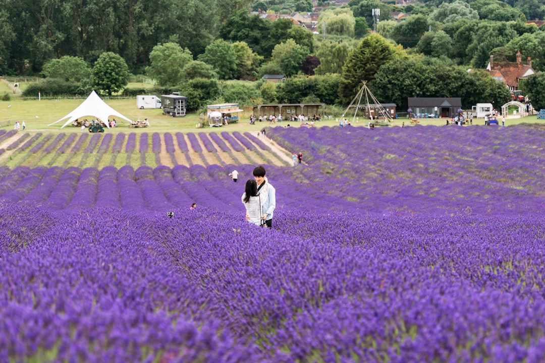 A visitor walks between rows of purple lavender at an English farm, a seasonal highlight among June day trips from London