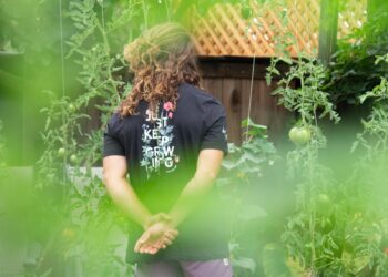 A visitor walks through a walled courtyard during the open gardens London weekend, surrounded by mature hedges.