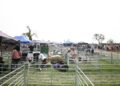 family-watching-sheep-shearing-outdoor-festival-unsplash - LONDONwebzine A family watches a sheep shearing display at the Lambeth Country Show in Brockwell Park, south London