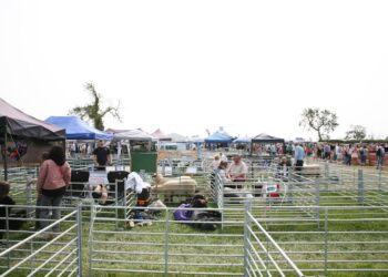 A family watches a sheep shearing display at the Lambeth Country Show in Brockwell Park, south London