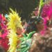 carnival-parade-dancer-costume-unsplash - LONDONwebzine A costumed dancer performing at Notting Hill Carnival in front of crowds on Ladbroke Grove