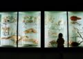 child-looking-at-dinosaur-museum-unsplash-1 - LONDONwebzine A young child gazes in wonder at a dinosaur skeleton inside one of London's most popular free venues for families.