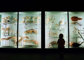 A young child gazes in wonder at a dinosaur skeleton inside one of London's most popular free venues for families.