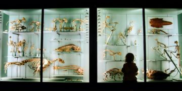 child-looking-at-dinosaur-museum-unsplash-1 - LONDONwebzine A young child gazes in wonder at a dinosaur skeleton inside one of London's most popular free venues for families.