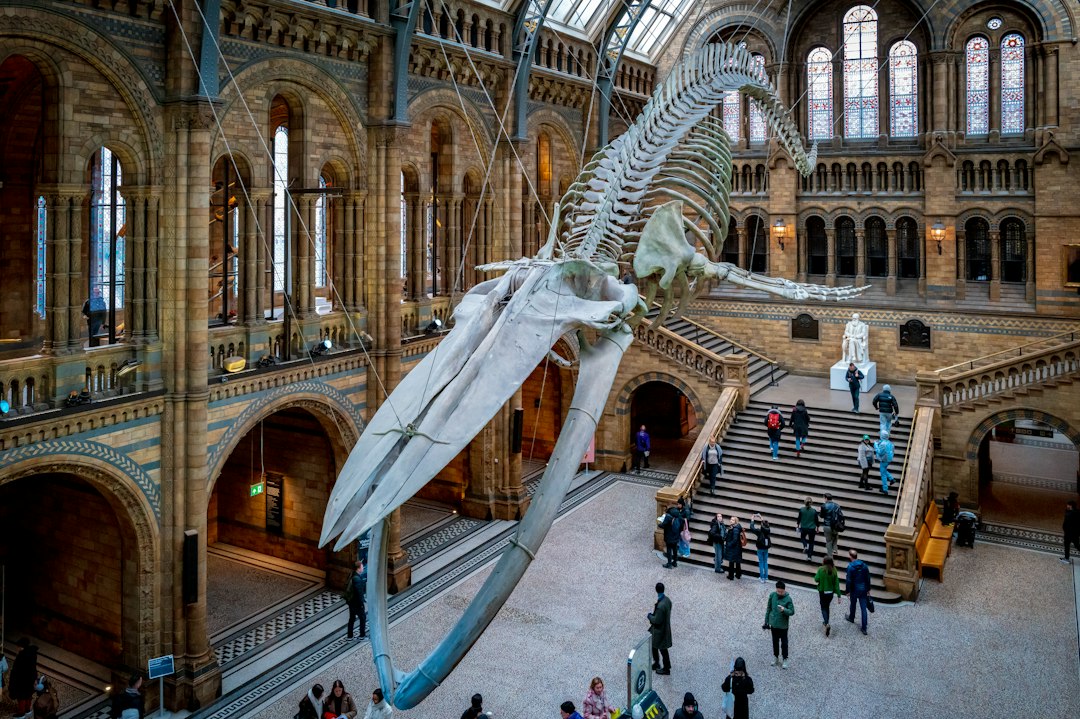 Child on half-term trails looking up at the blue whale in Hintze Hall