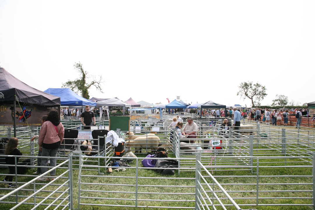 Una famiglia guarda una dimostrazione di tosatura delle pecore al Lambeth Country Show a Brockwell Park, nel sud di Londra