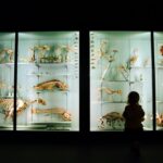 A young child gazes in wonder at a dinosaur skeleton inside one of London's most popular free venues for families.